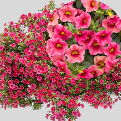 Calibrachoa Calita® Compact 'Strawberry Eye' - Puispetuunia Calita® Compact 'Strawberry Eye' P9/0,55L